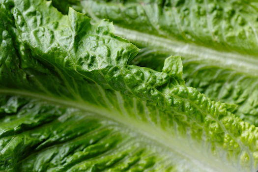 Photo of Side of Lettuce